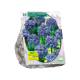 Allium Azureum