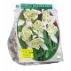 Galanthus Nivalis Flore Pleno per 10