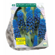 Muscari Latifolium