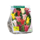 Tulipa lily Mixed