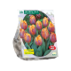 Tulipa Prinses Irene