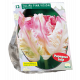 Tulipa Webers