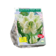 Tulipa Super Parrot White