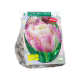 Tulipa Sweet Desire