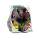 Lilium Black