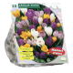 Crocus Mixed