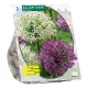 Allium Giant