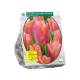 Tulipa Salmon Prince, Enkel Vroeg per 15