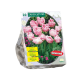 Tulipa Upstar 