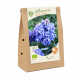 BIO - Muscari Fantasy Creation per 15