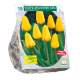 Tulipa Apeldoorn Geel, Darwin per 15